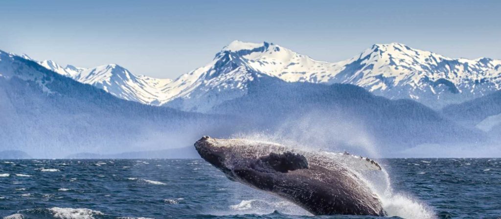 Whale Watching- Alaska